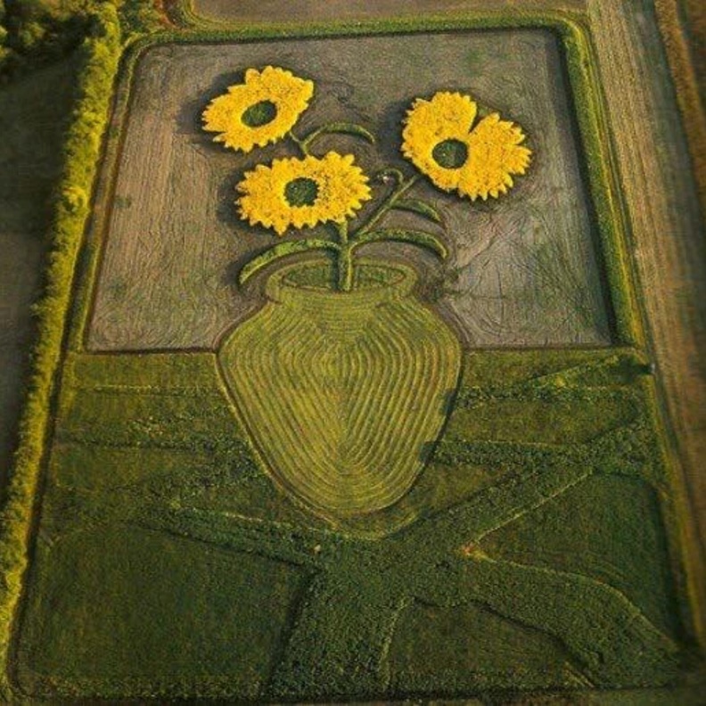 لوحة للورد في احدى المزارع 