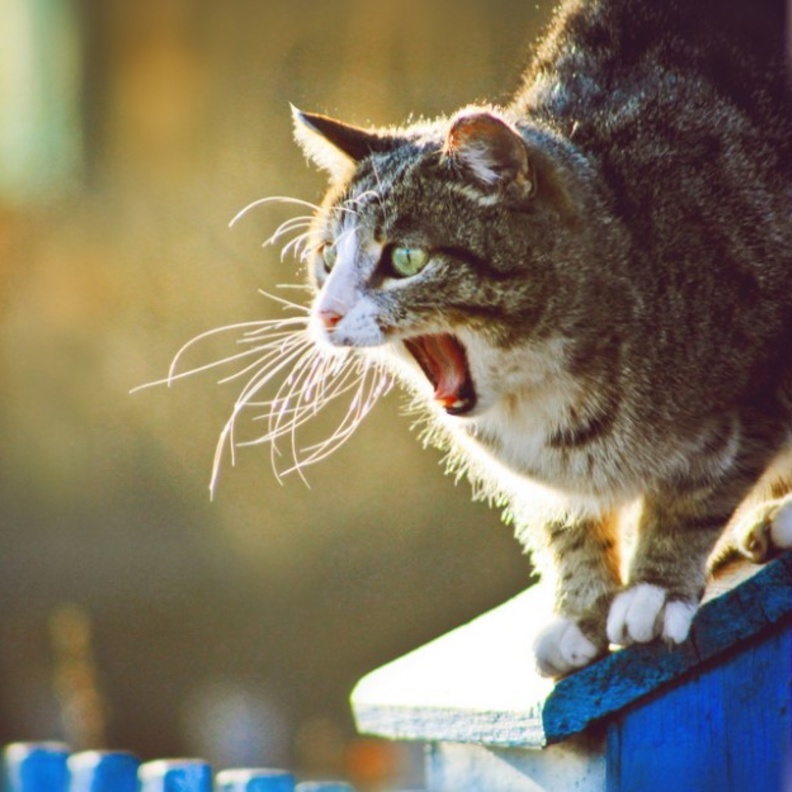 بلدية المدينة تنقذ قط من إرتفاع ١٠ أمتار