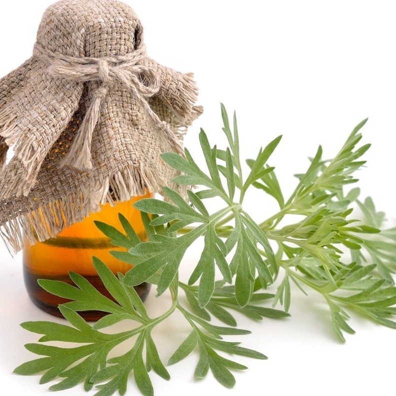 زيت الشيح يستخدم في علاج لدغات الحشرات