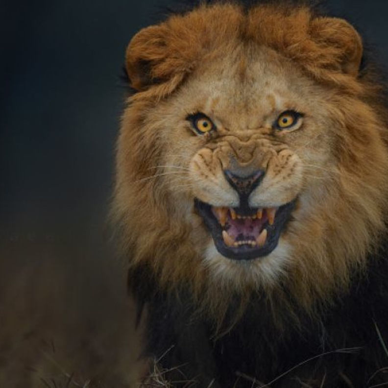 اسد يهاجم طفلا عمره سنتين في حديقة حيوان