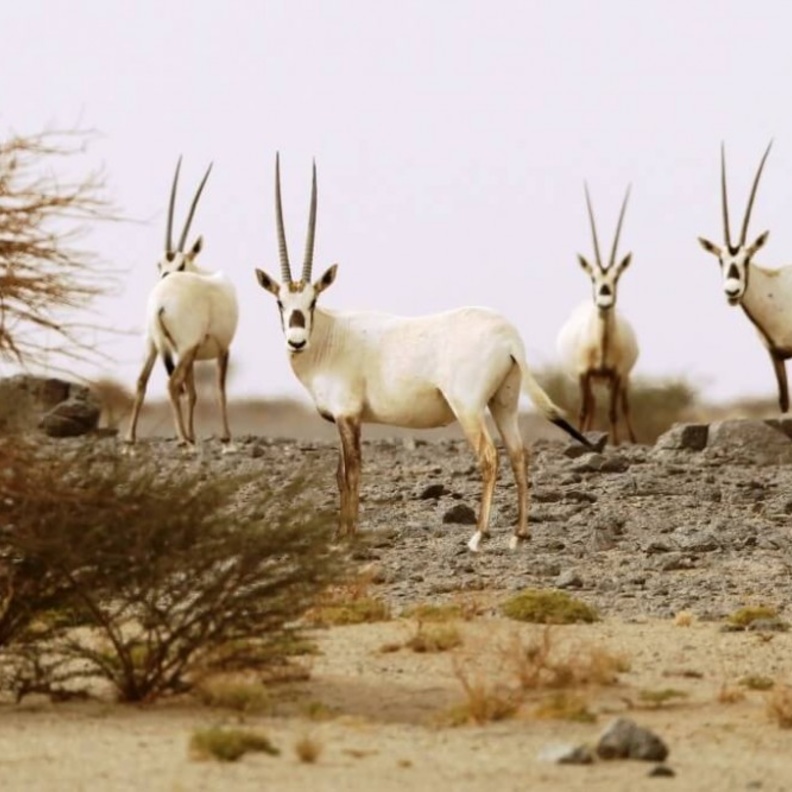 محمية محازة الصيد