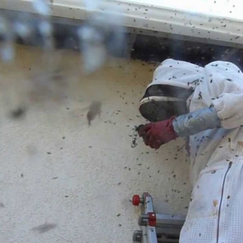 سرب نحل قاتل يفتك بكلبين وصاحبهما