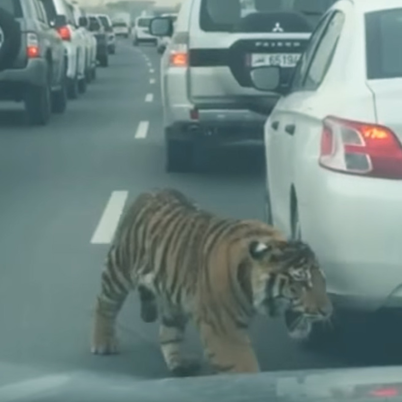 نمر يتجول في شوارع قطر