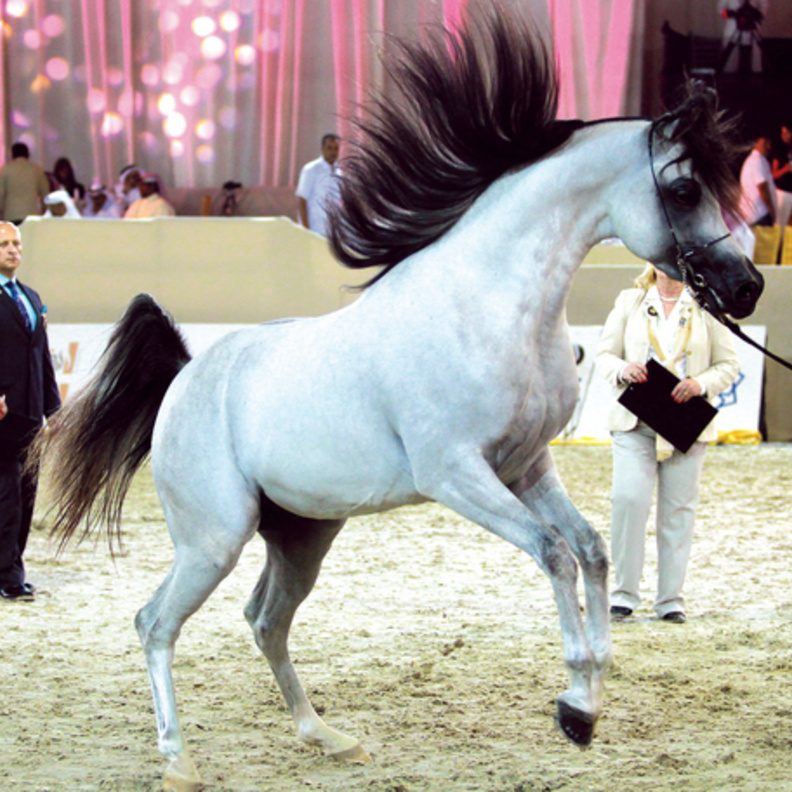 تأجيل مؤتمر دبي الدولي للفروسية من أجل التصدي لفيروس كورونا