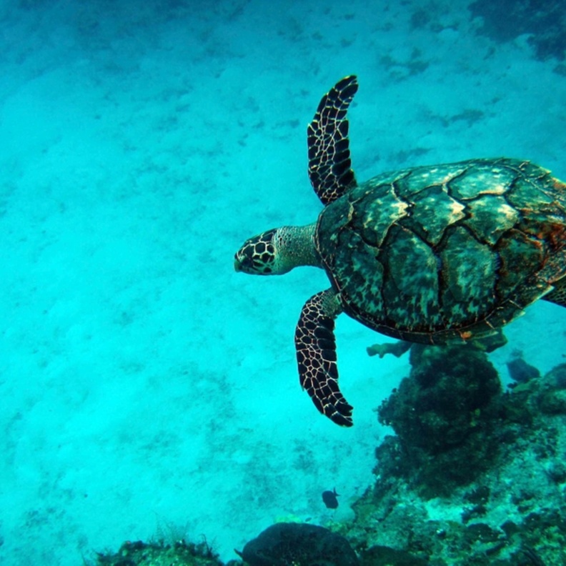 Arrecifes de Cozumel