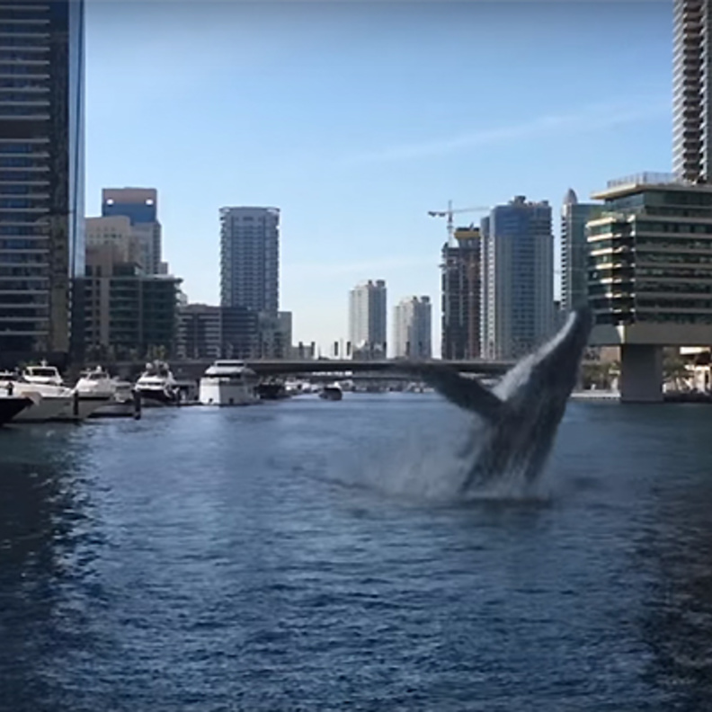 فيديو.. قرش دبي مارينا بين مصدق ومشكك! 