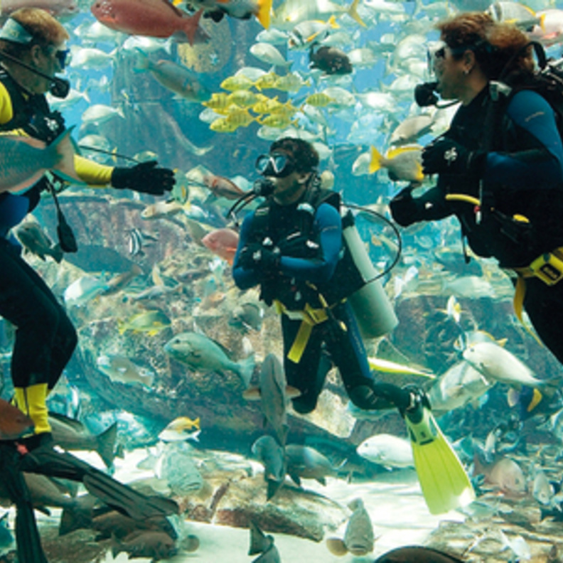 الآن في دبي .. الأطفال يغوصون مع أسماك القرش