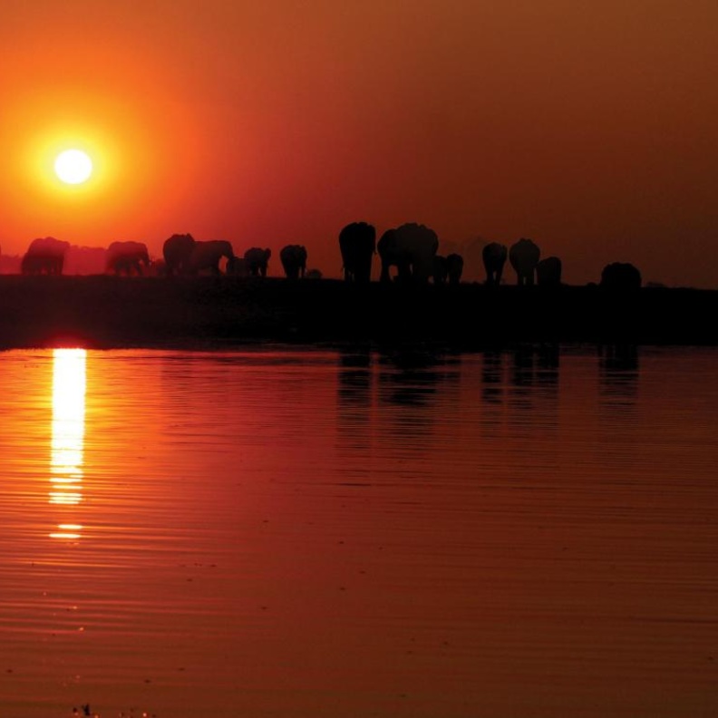 مشهد رائع للفيلة في غياب الشمس