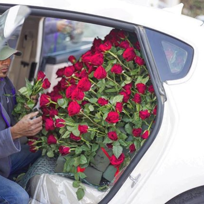 من تنسيق زهرة الربيع 