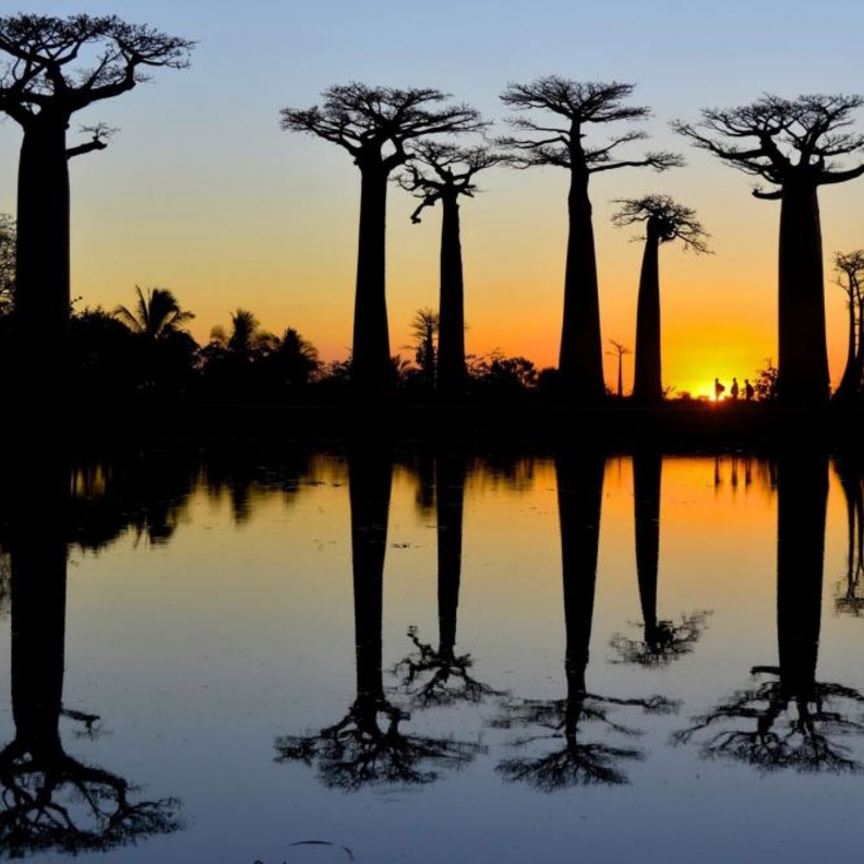 Avenue Of Baobabs