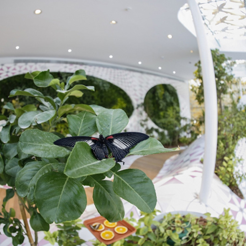 احتفلوا بيوم اكتشاف عالم الفراشات في جزيرة النور بالشارقة