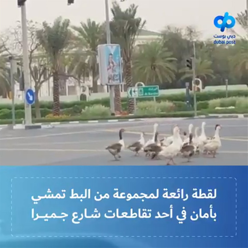 مجموعة من البط تمشي بأمان في أحد تقاطعات شارع جميرا بدبي