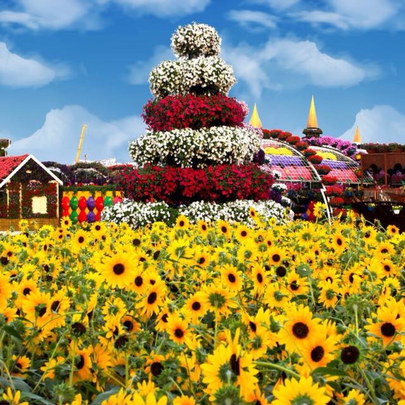 موسم جديد لدبي ميراكل جرادن .. أكبر حديقة للزهور في العالم