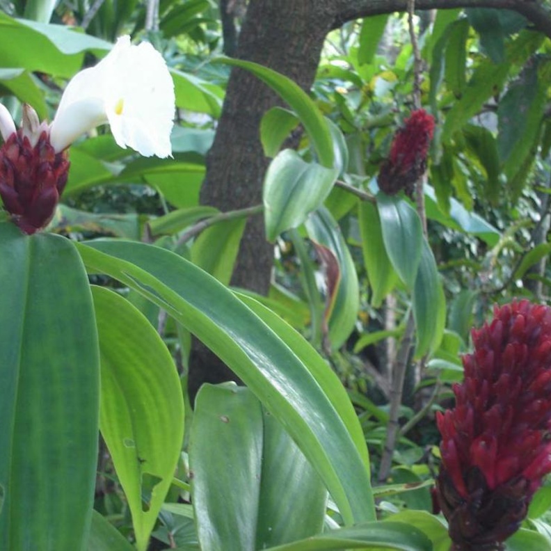 شجرة القسط الهندي