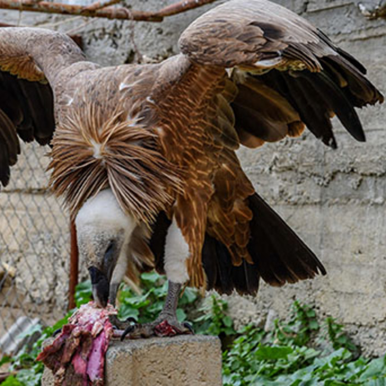 من الطيور الجارحة التي يربيها صالح 