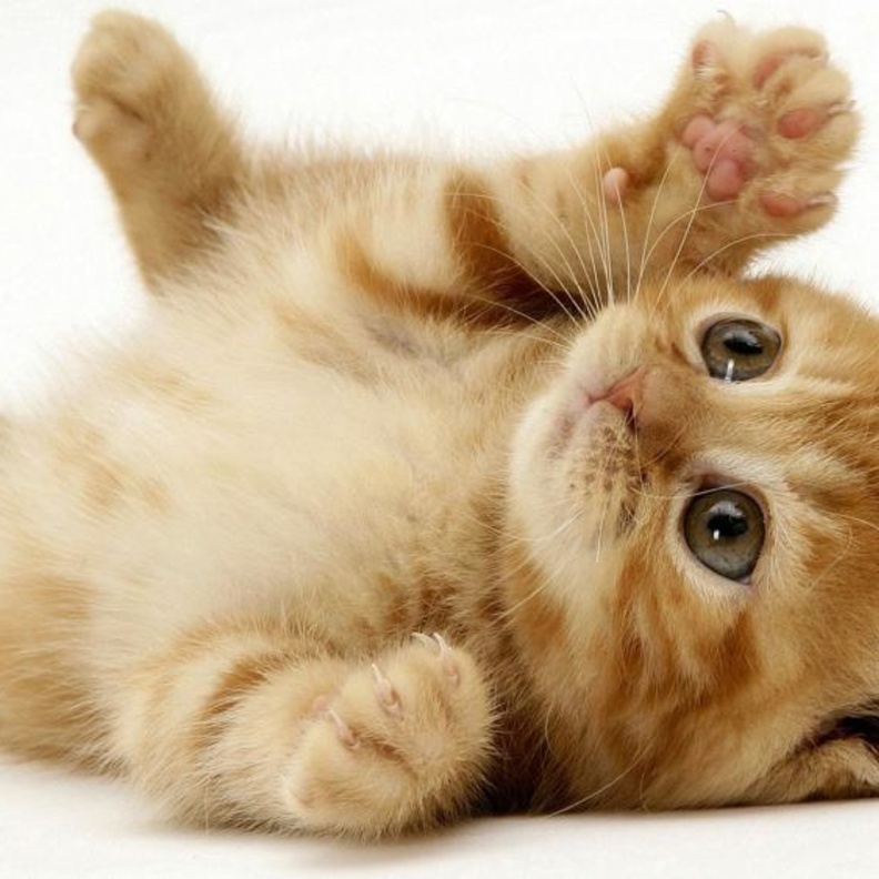 قطة تمارس الرياضة