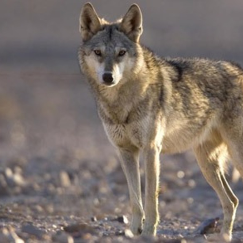 ذئب يتجول في حي الفاخرية في الرياض