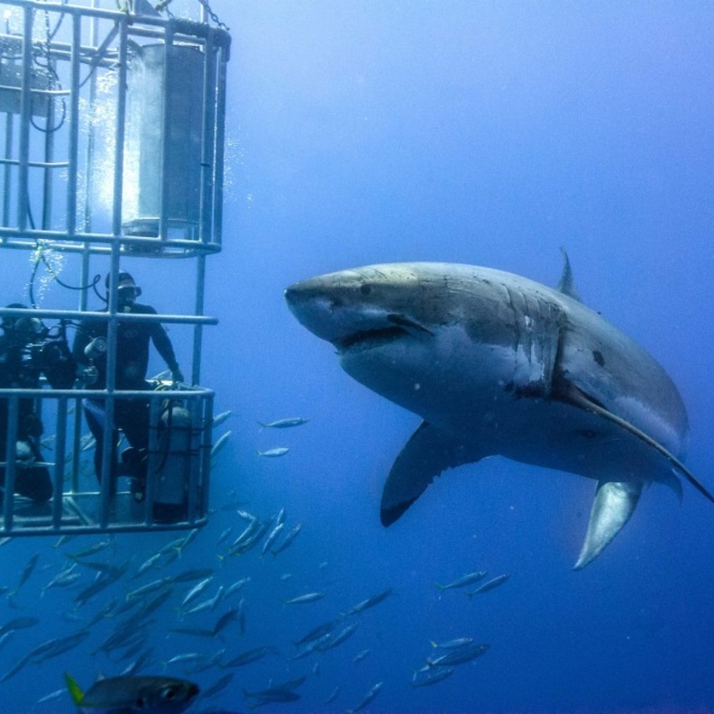 تجربة السباحة مع القرش الأبيض العملاق في جنوب أفريقيا
