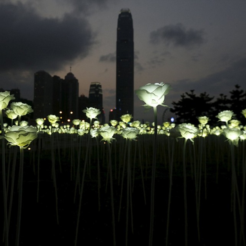 حديقة الزهور المضيئة