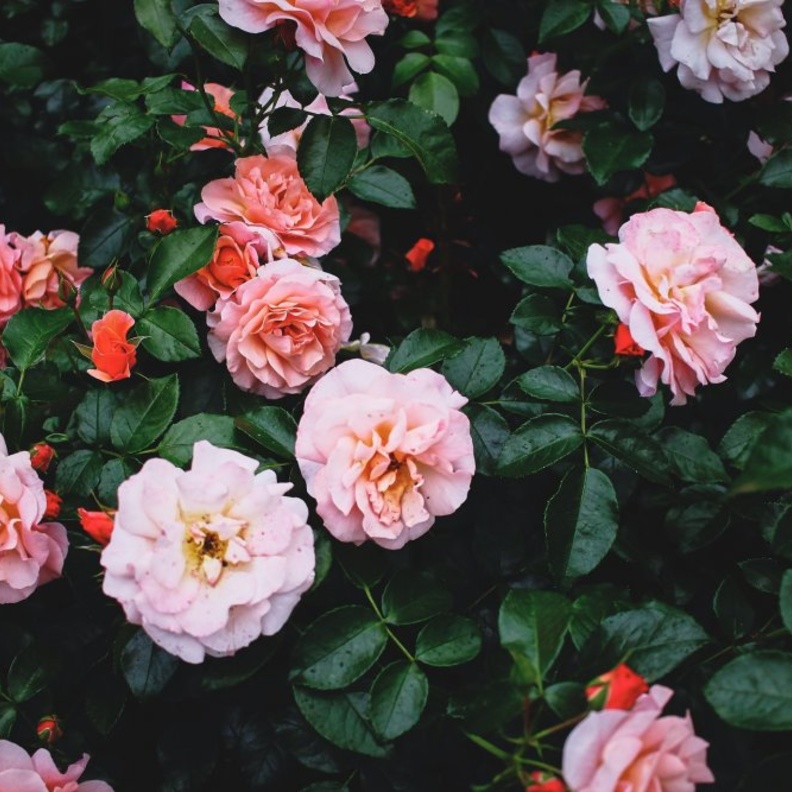 الصورة بواسطة Lena Vokova