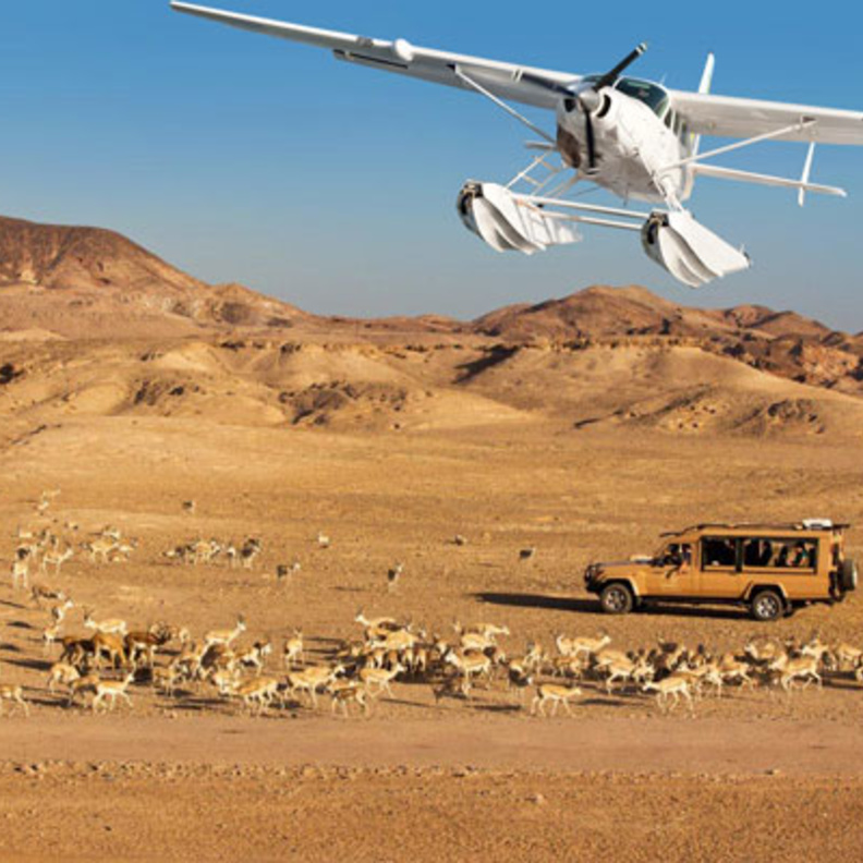 جزيرة صير بني ياس