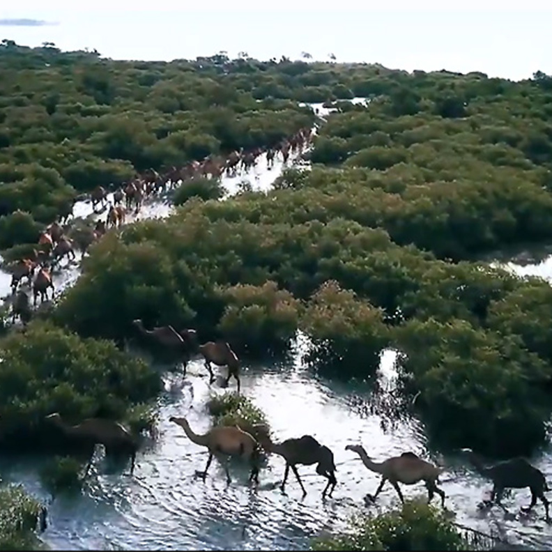 من بلادي إبل وبحر .. مناظر خلابة في السعودية