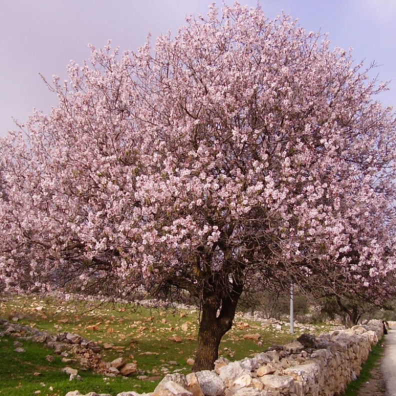 من اشجار اللوز.