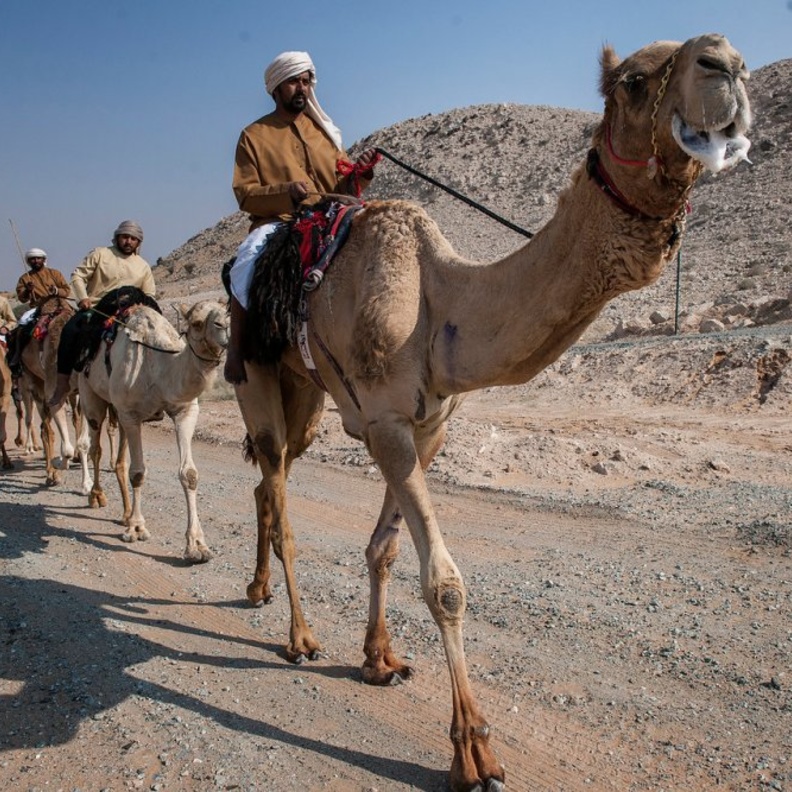 انطلاق النسخة السادسة من رحلة الهجن في 4 ديسمبر من ليوا