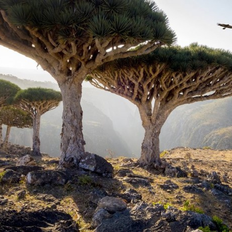 سقطرى، اليمن