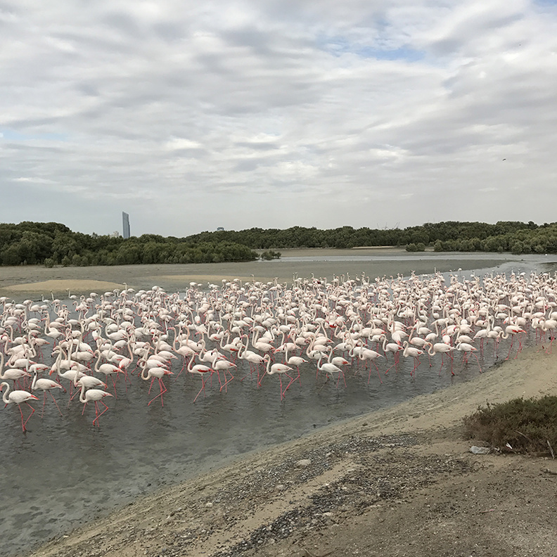 طائر الفلامنغو يزهو في محمية رأس الخور في دبي