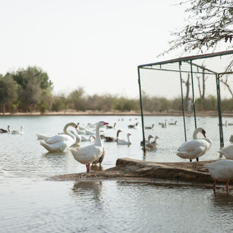 بحيرات القدرة .. واحات تستريح فيها الطيور في وسط صحراء دبي