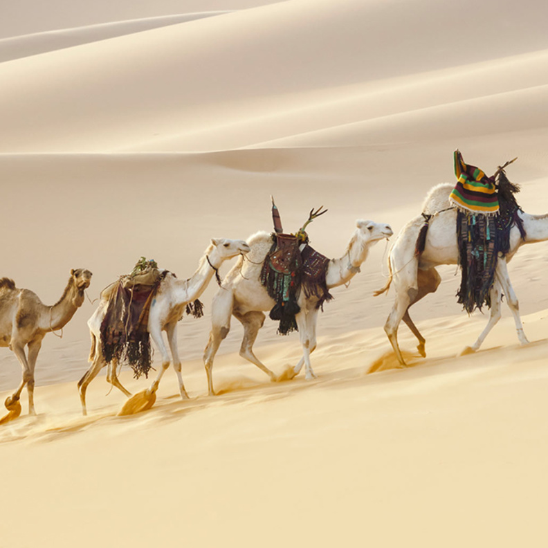 مبادرة " تواصل مع الطبيعة " لاستكشاف البيئات الطبيعية في الإمارات