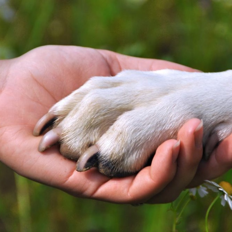 رجل يخاطر بحياته لانقاذ كلبة