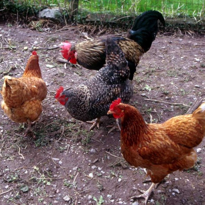 صياح الديك ونقنقة الدجاج يمكن ان تتسبب في معاقبتك بالسجن والجلد