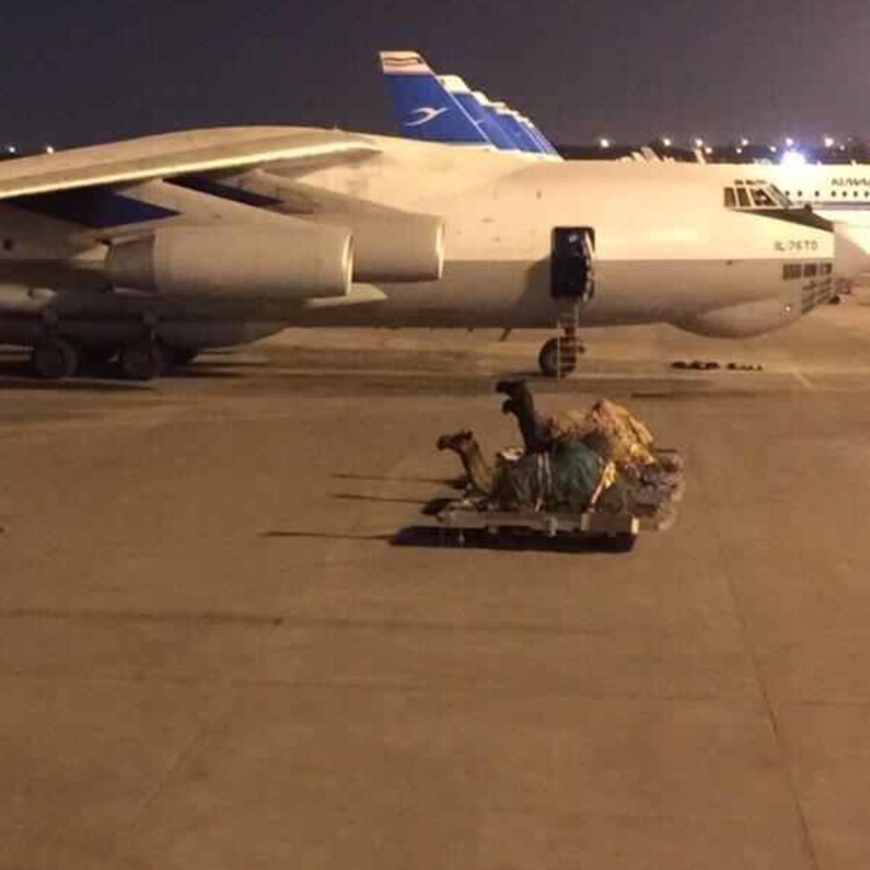 نقل ابل علي طائرة خاصة