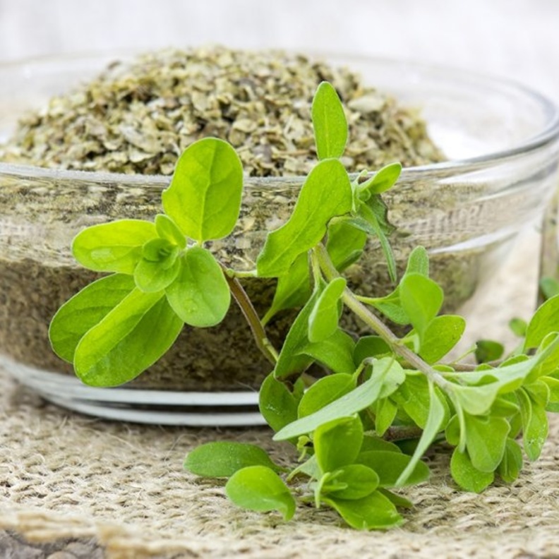 البردقوش يعالج اضطرابات الهضم