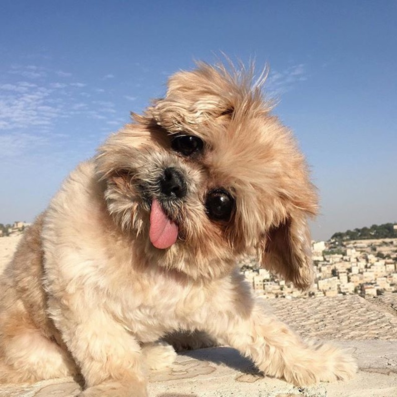 أظرف كلبة في الانستقرام marniethedog