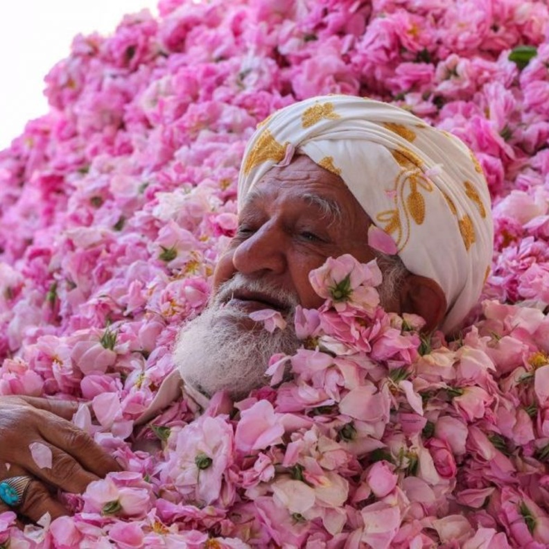 مهرجان الورد الطائفي الدولي 2016