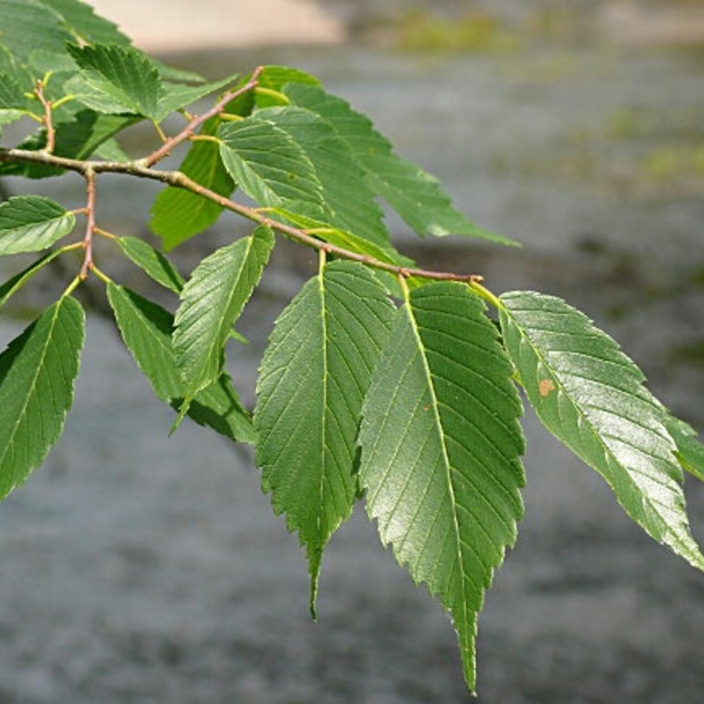 نبات الدردار