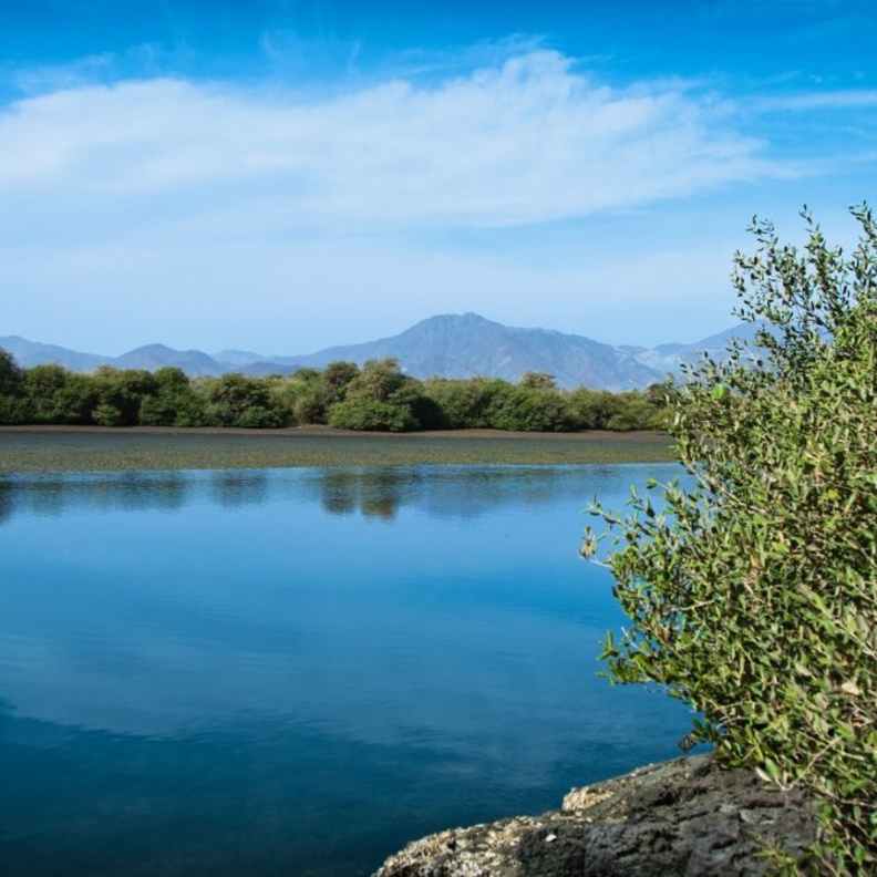 محمية أشجار القرم في مدينة كلباء ملاذ عشاق الطبيعة في الإمارات