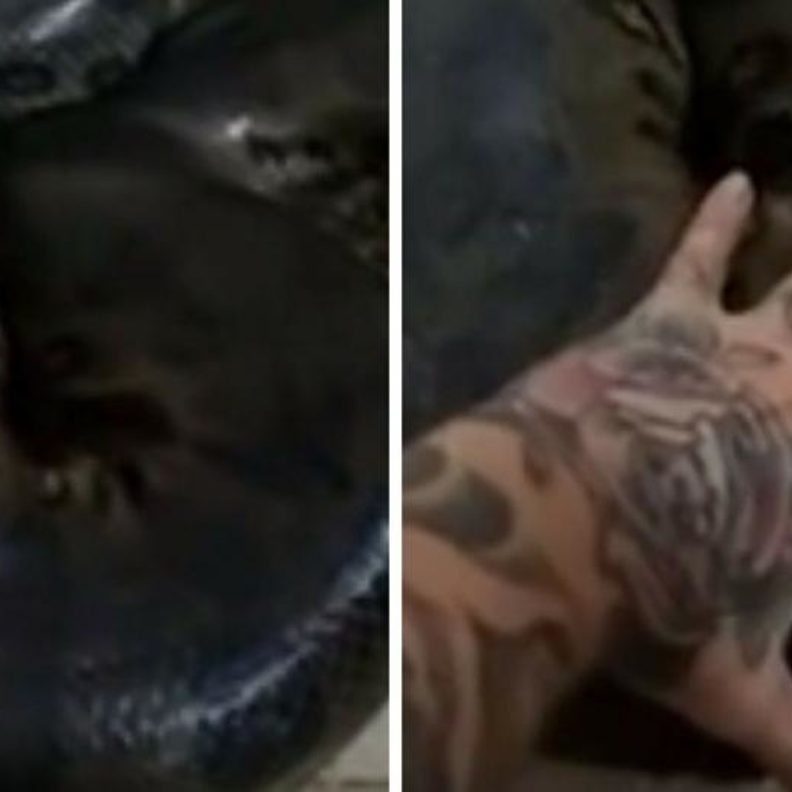 ثعبان ضخم في المطبخ