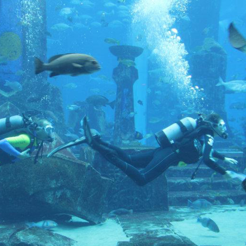 انطلاق فعاليات أسبوع القرش من تنظيم وزارة التغير المناخي والبيئة في دبي