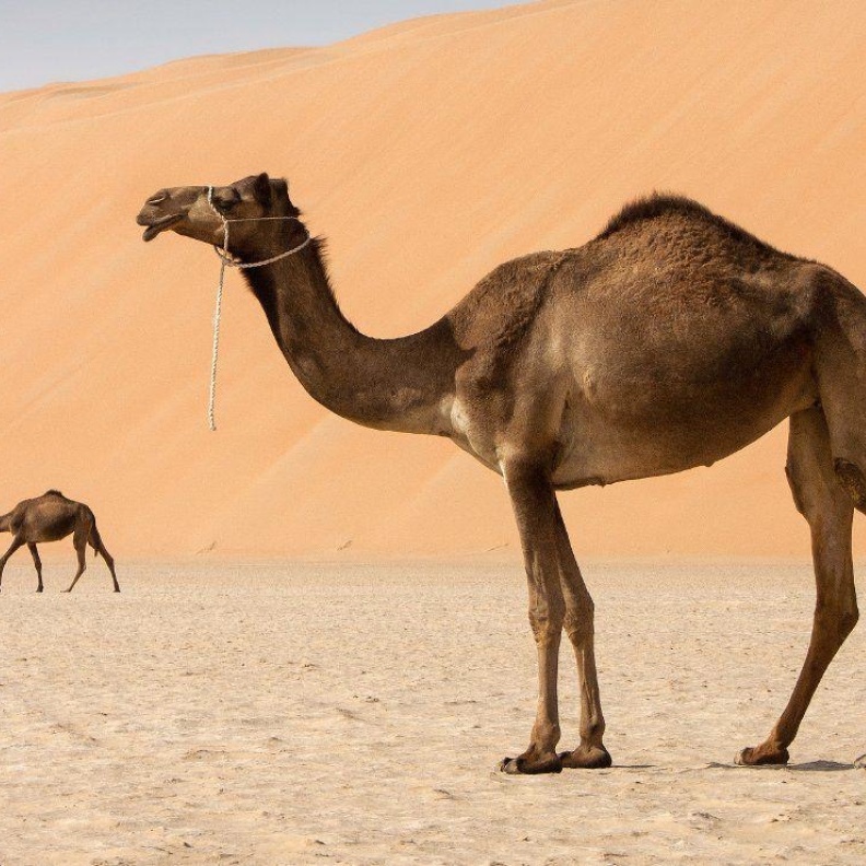 حليب الإبل ... مشروبٌ مغذٍ وإرثٌ خالد