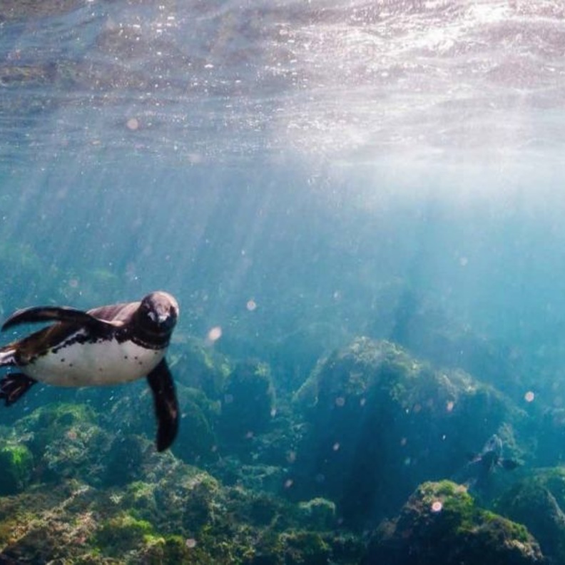 متعة مشاهدة الحياة البحرية