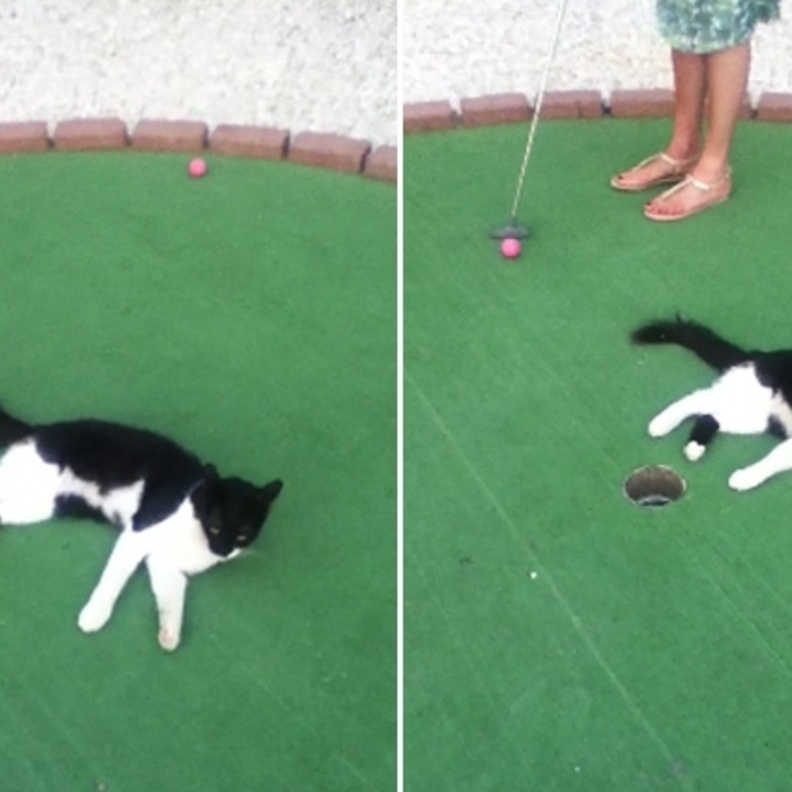 بالفيديو: قطة في ملعب غولف