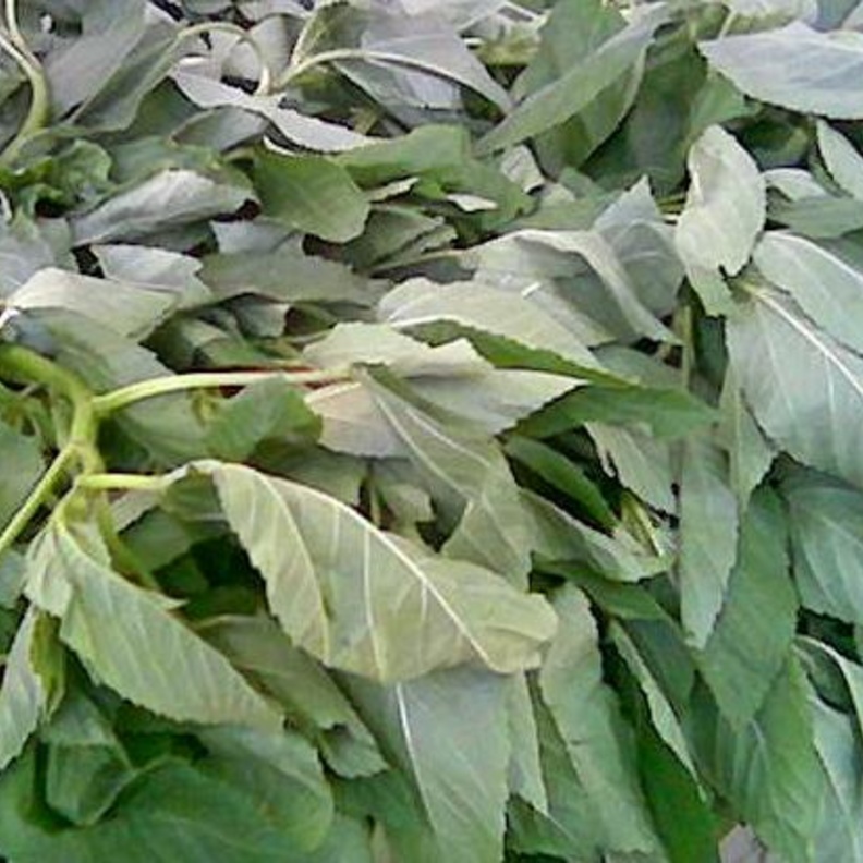 السيدة لم تتوقع أن تجد ثعبانا داخل حزمة الخضار