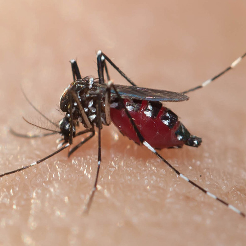 بعوضة "إيديس" المسؤولة عن نقل فيروس "زيكا"