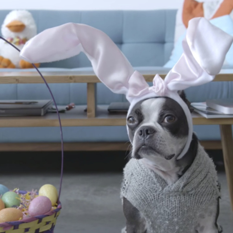 بالفيديو: كلب يحتفل بطريقته الخاصة