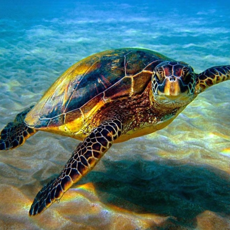 شعاب مرجانية خلابة في جزر المحيط الهادئ النائية