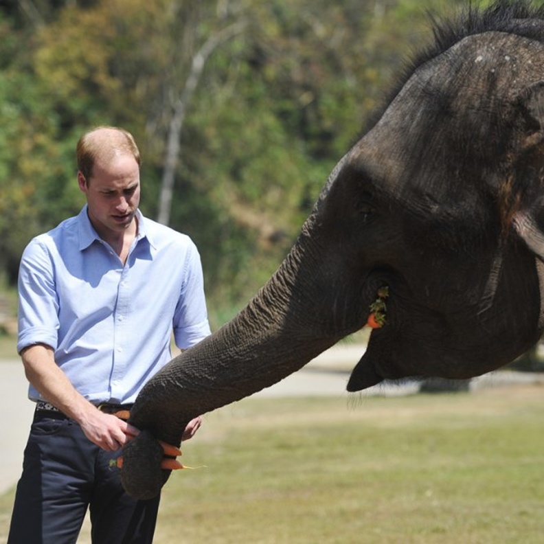 حملة الأمير وليام لمكافحة الصيد الجائر للأفيال